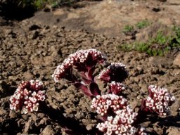 Crassula setulosa var. rubra in rocky mountain grassland